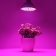 Frcolor - Lampada a LED, Con Attacco E27, da 6W, 72 Luci Led, per crescita delle piante, per interni o esterni come giardino, per Coltivazione Idroponica