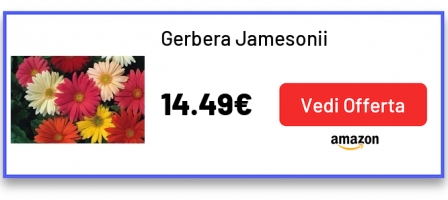 Gerbera Jamesonii