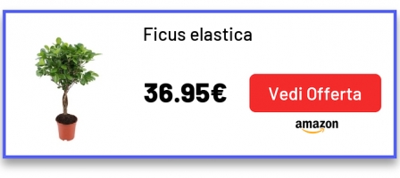 Ficus elastica