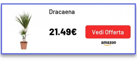 Dracaena