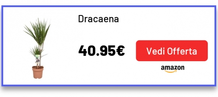 Dracaena
