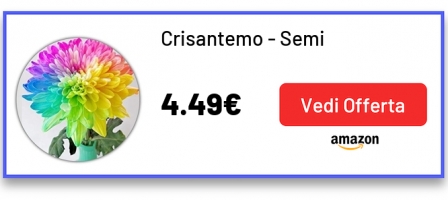 Crisantemo - Semi