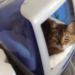 monitor-cuccia-gatto