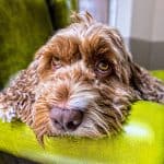 dog-2785085_1280