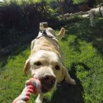 gopro_fetch
