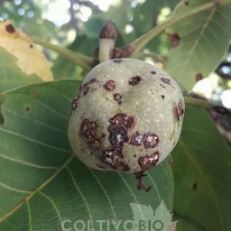 Agronomia & Fitopatologia