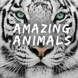 Amazing Animals