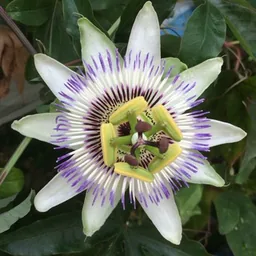 Bello da Vedere
