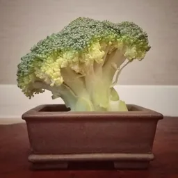 Bonsai Italia