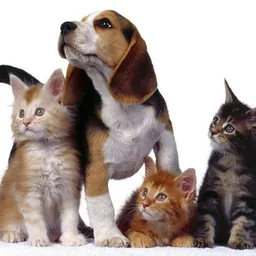 Cani, Gatti e non solo