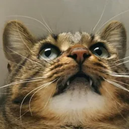 LeChatMaurice