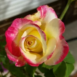 Rosemania
